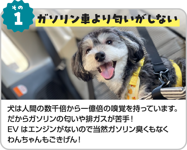 その1、ガソリン車より匂いがしない。犬は人間の数千倍から一億倍の嗅覚を持っています。だからガソリンの匂いや排ガスが苦手！EVはエンジンがないので当然ガソリン臭くもなくわんちゃんもごきげん！
